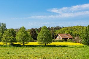 Rapsfeld mit Bäumen und Wiese bei Parkentin