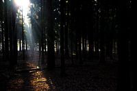 De zon door de bomen