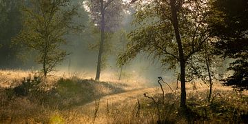 Ochtendfoto met mooie lichtval en nevel op Kroondomeinen van Rein van Vemde