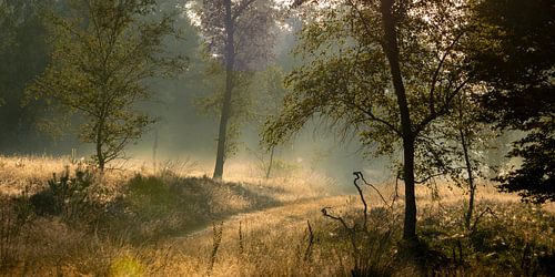 Morning photo with beautiful light and haze on Crown Estates
