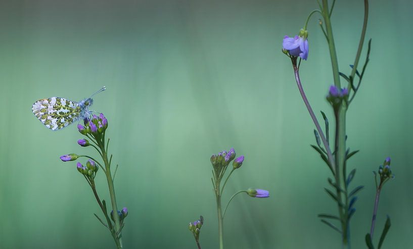 Butterfly, the orange tip by Danny Slijfer Natuurfotografie