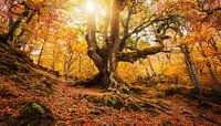 Oude boom met zonnestralen