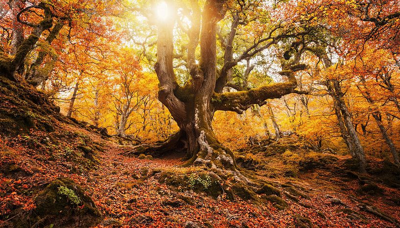 Oude boom met zonnestralen van Mustafa Kurnaz