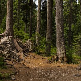 Lago di Carezza / Karersee van Dirk Herdramm