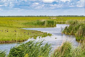 Une nature magnifique dans l'Oostvaardersplassen