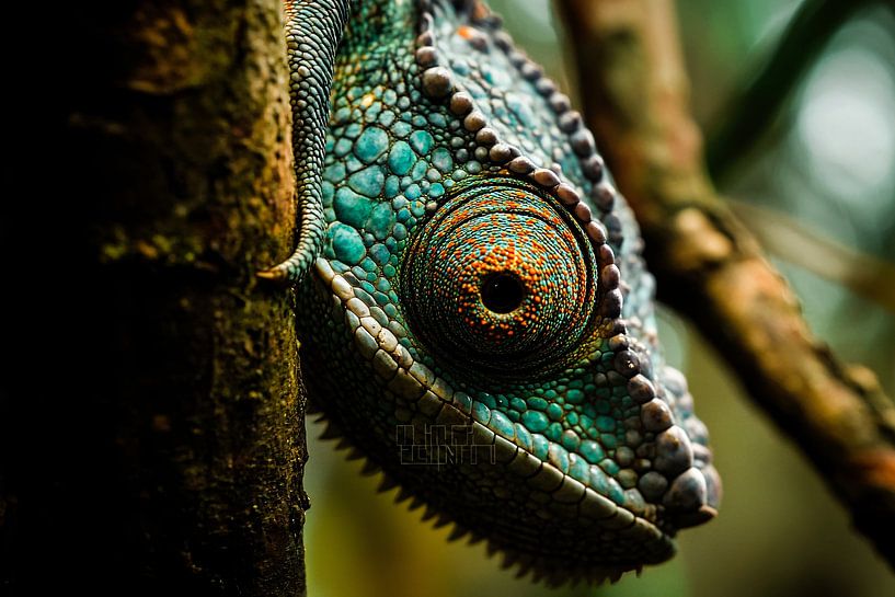 Oeil de caméléon coloré en gros plan par Imperial Art House