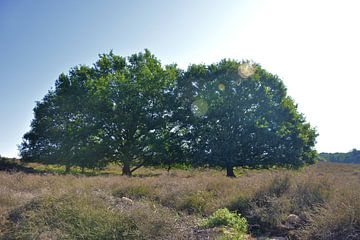 Twee bomen in de zon van Jurjen Jan Snikkenburg