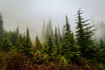 Mystischer Nebel im Mount-Rainier-Nationalpark