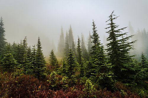 Mystical Fog in Mount Rainier National Park