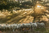 In het vroege ochtend licht