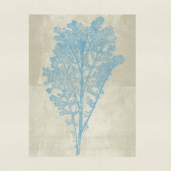 Vintage style botanical art in light blue on warm grey by Dina Dankers