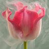 Ein flüchtiger Moment: Eine rosa Tulpe im Rauch von Marjolijn van den Berg