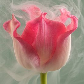 A fleeting moment: A pink tulip in the smoke by Marjolijn van den Berg