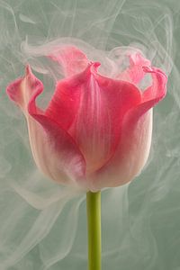 Ein flüchtiger Moment: Eine rosa Tulpe im Rauch