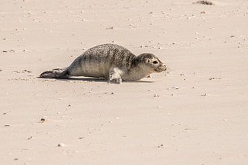 Jonge zeehond op het strand van Amrum van Alexander Wolff