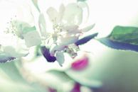 Frühlingsblüte von Marianna Pobedimova Miniaturansicht