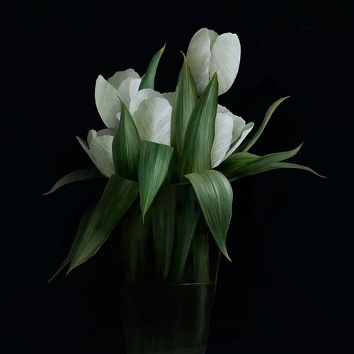 Witte tulpen