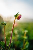 Dahlia avec une goutte d'eau