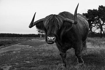 Schotse hooglander, zwart wit van Nynke Altenburg