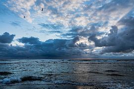 seagulls by Andre Klooster