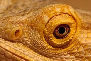 Dragon barbu