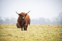 Schottische Highlander