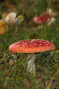 Een paddenstoel op de weide van Heike Hultsch