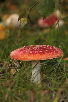 A toadstool on the meadow by Heike Hultsch