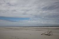 Aangespoelde tak op het strand van Terschelling
