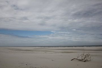 Aangespoelde tak op het strand van Terschelling van Nynke van der Ploeg
