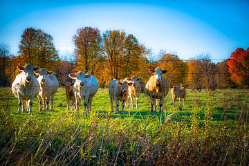 Nieuwsgierige koeien van Iris van Loon