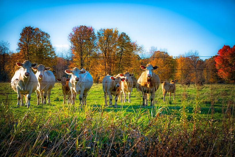 Curious cows von Iris van Loon