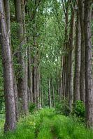 Allée cachée d'arbres