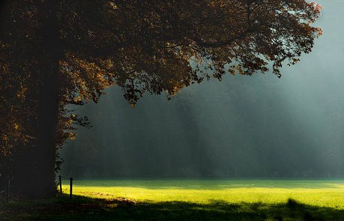 Het Weiland