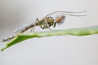 dance mosquito