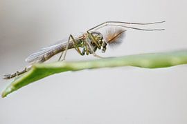 Tanzmücke von Laura Vollering