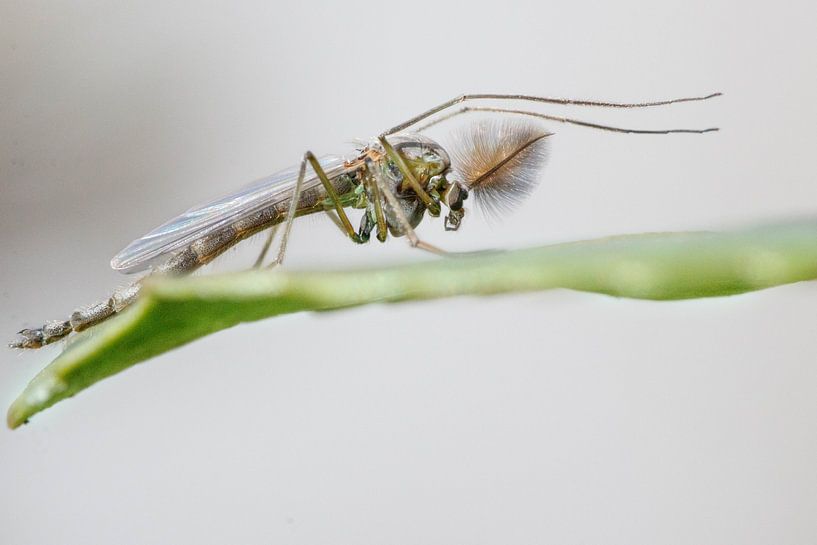 dance mosquito by Laura Vollering