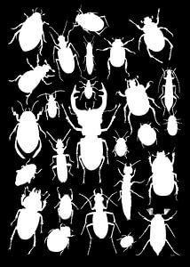 Collage Käfer in weiß schwarz