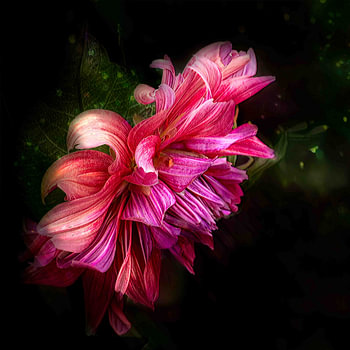Dahlia, Blooming in the Dark