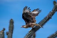 Crested caracara on a cactus