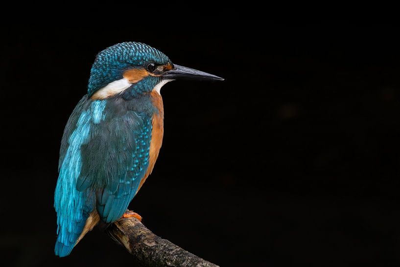 Martin-pêcheur, regardant vers la droite par Bas Alstadt Fotografie