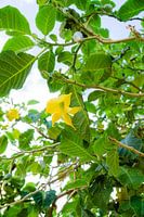 Yellow flower