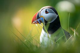 Puffin (Fratercula arctica) by Christian Müringer