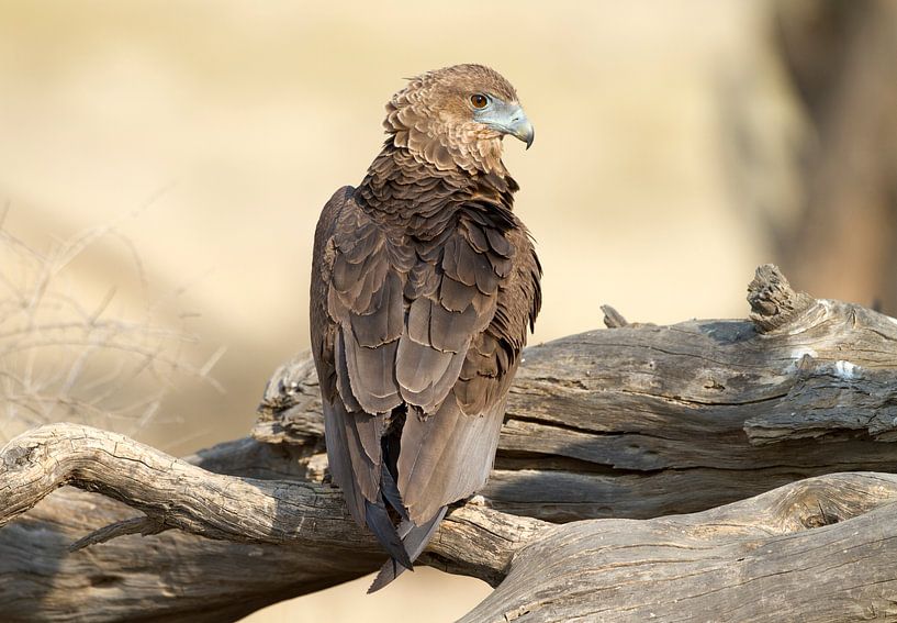 Young Bateleur by Angelika Stern