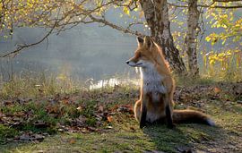 fox by Ruurd Visser