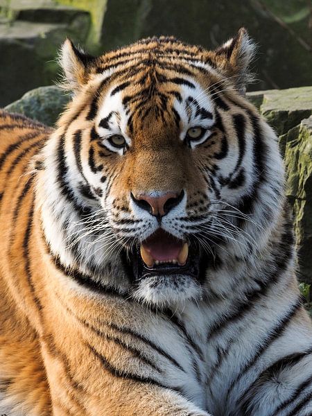 Amur-Tiger oder Sibirischer Tiger : Ouwehands DIerenpark von Loek Lobel