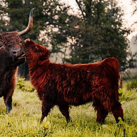 A Scottish Highlander with a calf by Nando Foto