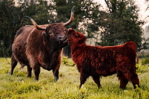 Ein schottischer Highlander mit einem Kalb