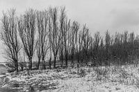 Tree line