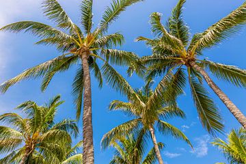 Palm Trees at the beach by Melanie Viola